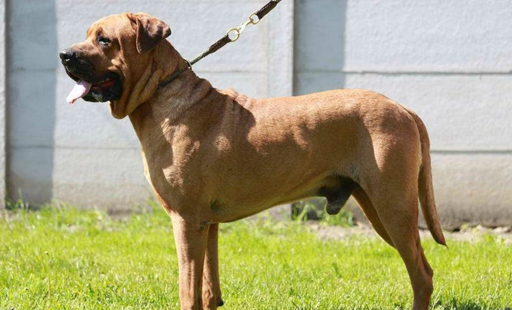 意大利再度昭示优势，实力不容置疑的简单介绍